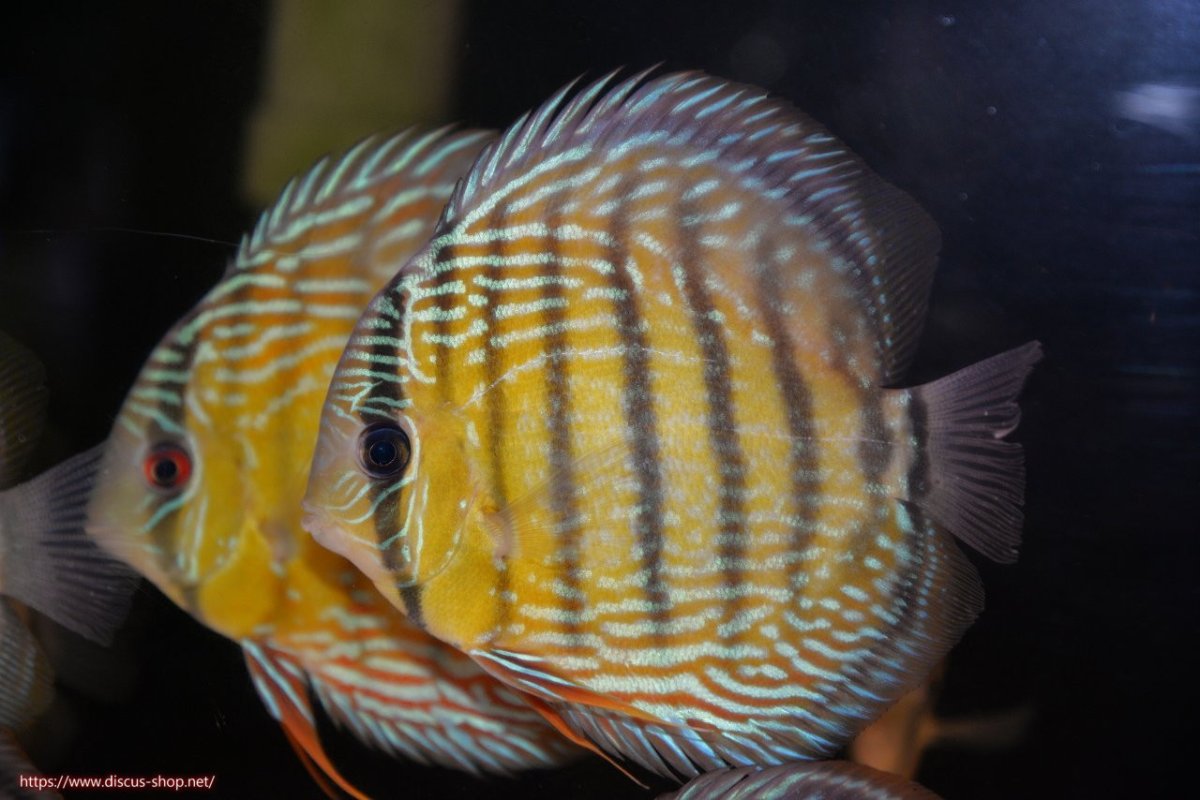 画像1: 【30周年記念セール対象個体】【ワイルドディスカス】【通販】ヤムンダロイヤル（金目）【個体販売】14-15cm（生体）ヤムンダ産 (1)