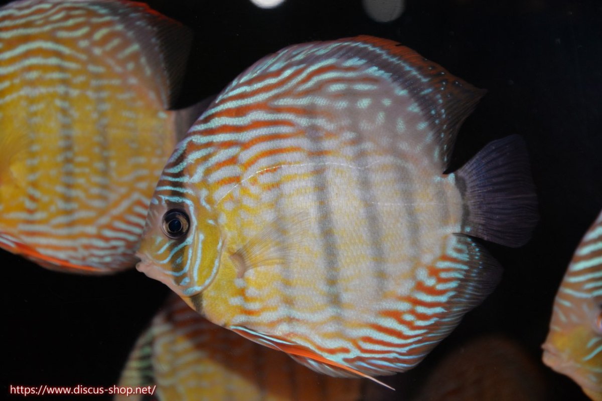 画像1: 【30周年記念セール対象個体】【ワイルドディスカス】【通販】ヤムンダロイヤル（金目）【個体販売】14-15cm（生体）ヤムンダ産 (1)