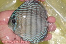 画像1: 【ワイルドディスカス】【通販】ヤムンダロイヤル【個体販売】14-15cm（生体）ヤムンダ産 (1)