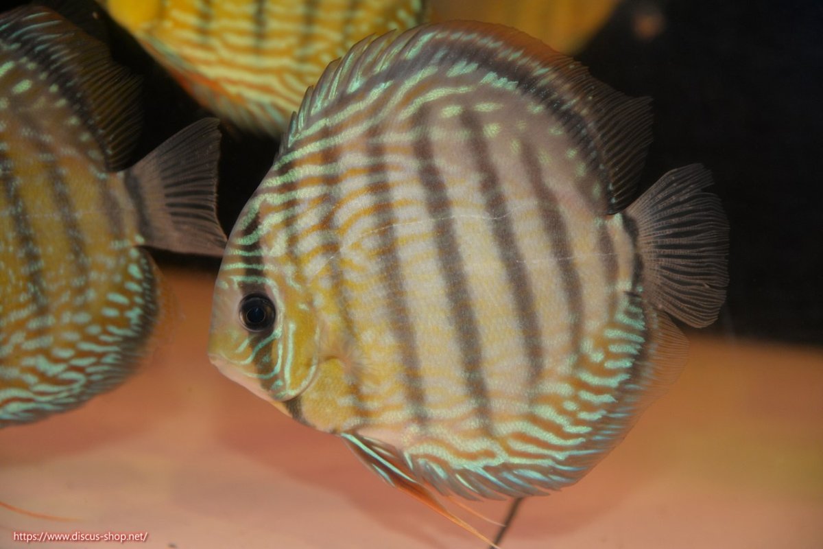 画像3: 【30周年記念セール対象個体】【ワイルドディスカス】【通販】ヤムンダロイヤル（金目）【個体販売】14-15cm（生体）ヤムンダ産 (3)