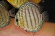 画像3: 【30周年記念セール対象個体】【ワイルドディスカス】【通販】ヤムンダロイヤル（金目）【個体販売】14-15cm（生体）ヤムンダ産 (3)