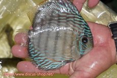 画像5: 【30周年記念セール対象個体】【ワイルドディスカス】【通販】ヤムンダロイヤル（金目）【個体販売】14-15cm（生体）ヤムンダ産 (5)