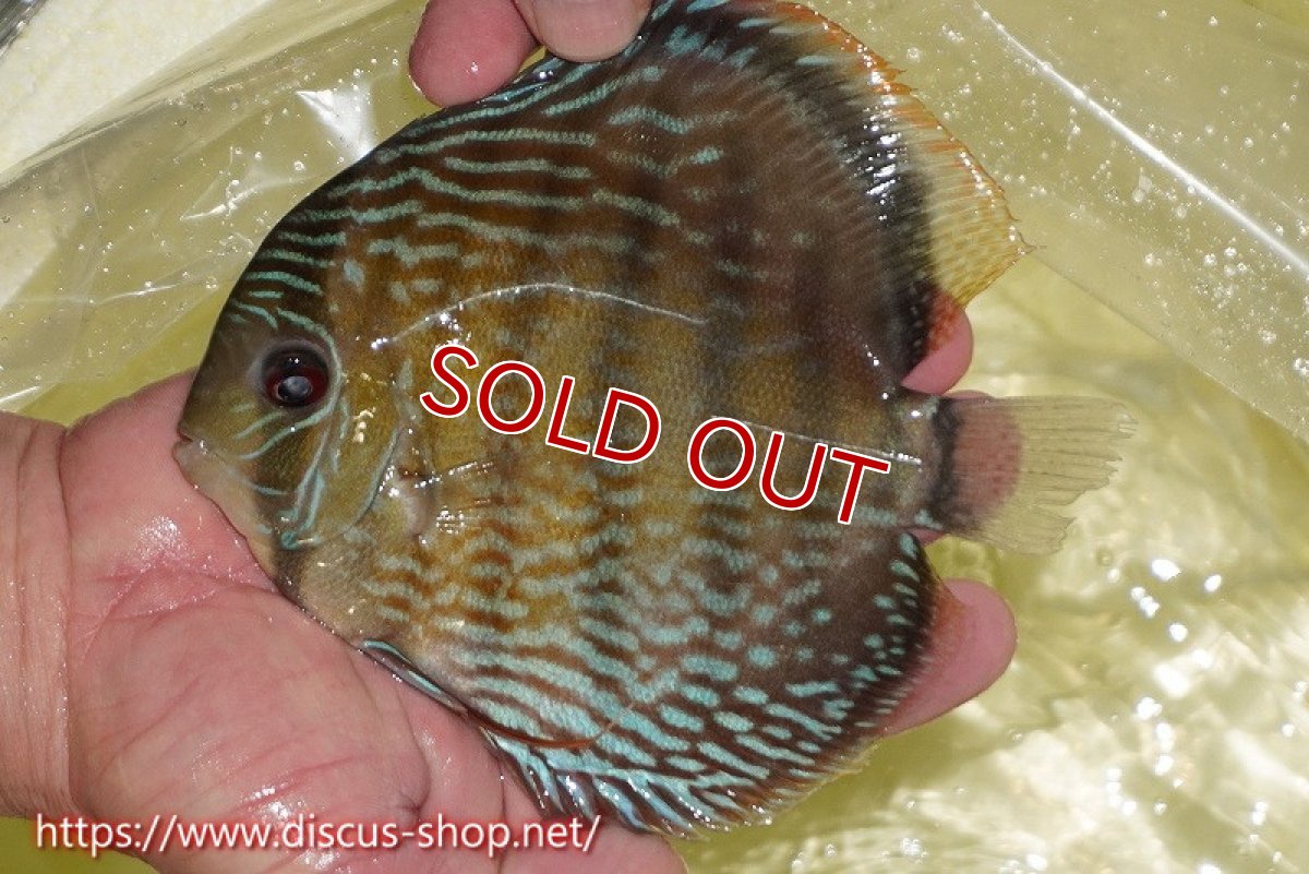 画像1: 【ワイルドディスカス】【通販】ヤムンダロイヤル【個体販売】14-15cm（生体）ヤムンダ産 (1)