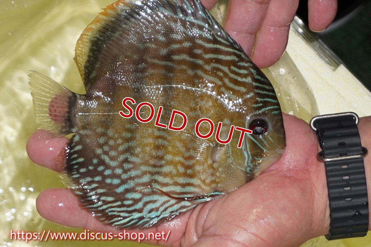 画像2: 【ワイルドディスカス】【通販】ヤムンダロイヤル【個体販売】14-15cm（生体）ヤムンダ産 (2)