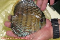 画像2: 【ワイルドディスカス】【通販】ヤムンダロイヤル【個体販売】14-15cm（生体）ヤムンダ産 (2)