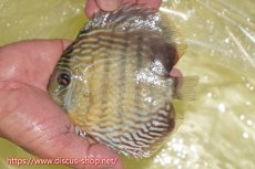 画像1: 【ワイルドディスカス】【通販】ヤムンダロイヤル【個体販売】14-15cm（生体）ヤムンダ産 (1)