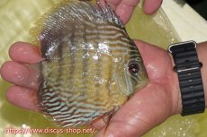 画像2: 【ワイルドディスカス】【通販】ヤムンダロイヤル【個体販売】14-15cm（生体）ヤムンダ産 (2)