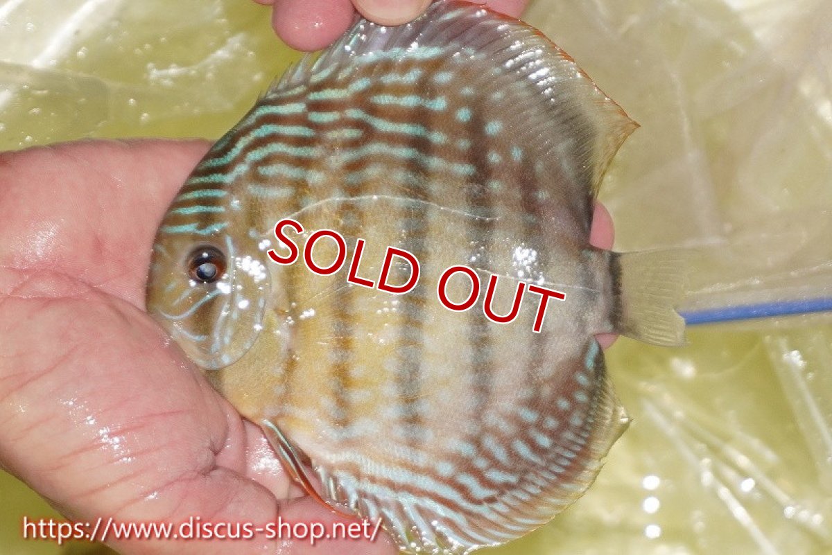 画像1: 【ワイルドディスカス】【通販】ヤムンダロイヤル【個体販売】14-15cm（生体）ヤムンダ産 (1)