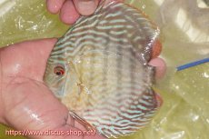 画像1: 【ワイルドディスカス】【通販】ヤムンダスーパーロイヤル【個体販売】14-15cm（生体）ヤムンダ産 (1)