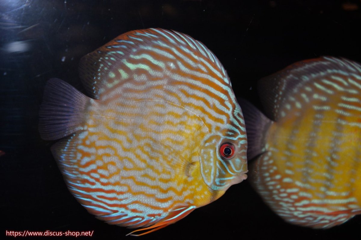 画像2: 【30周年記念セール対象個体】【ワイルドディスカス】【通販】ヤムンダスーパーロイヤル【個体販売】14-15cm（生体）ヤムンダ産 (2)