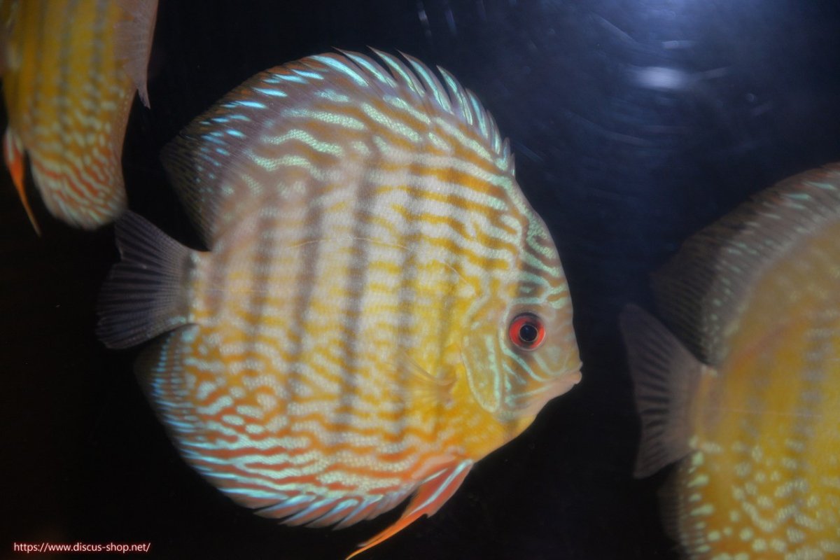 画像3: 【30周年記念セール対象個体】【ワイルドディスカス】【通販】ヤムンダスーパーロイヤル【個体販売】14-15cm（生体）ヤムンダ産 (3)