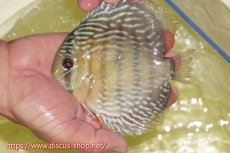 画像1: 【ワイルドディスカス】【通販】ヤムンダロイヤル【個体販売】14-15cm（生体）ヤムンダ産 (1)