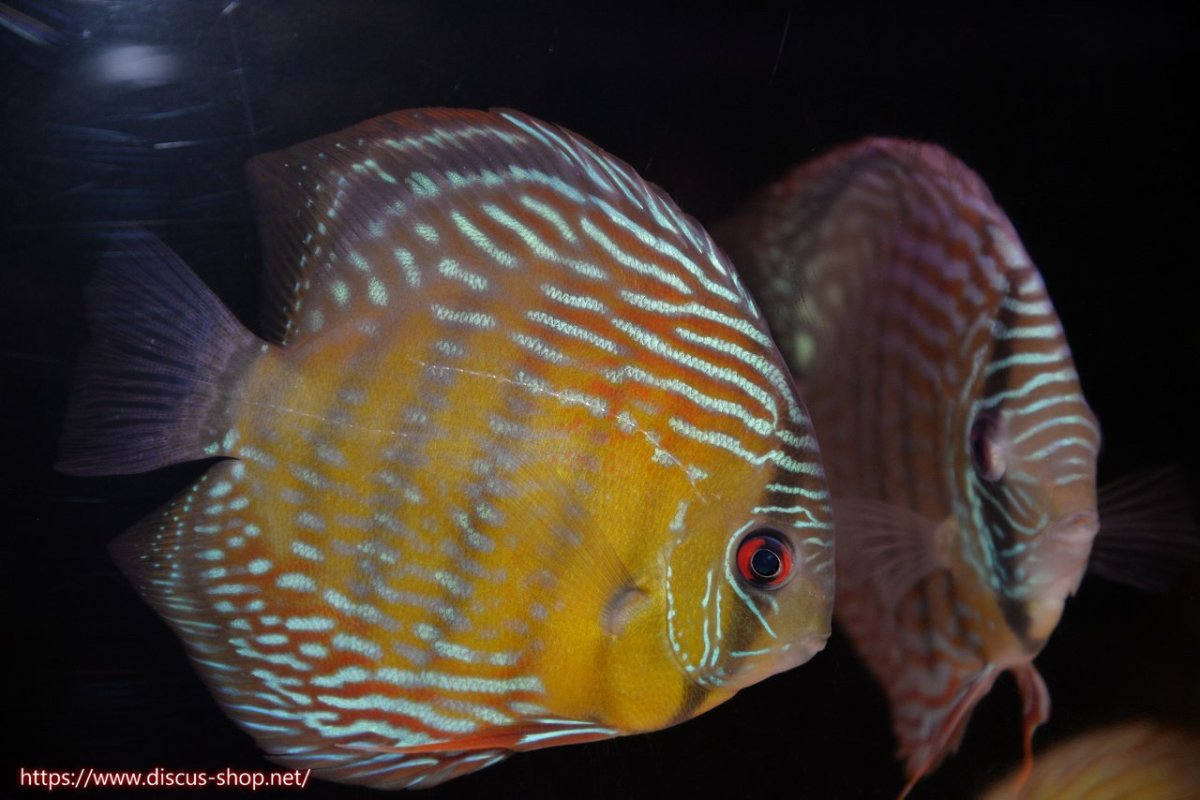 画像2: 【30周年記念セール対象個体】【ワイルドディスカス】【通販】ヤムンダロイヤル【個体販売】14-15cm（生体）ヤムンダ産 (2)