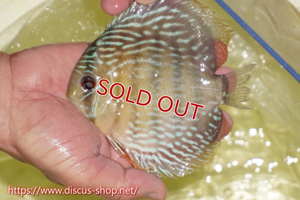 画像4: 【クーポン対象個体 1匹購入で10%OFF 2匹購入で15%OFF 3匹購入で20%OFF】【ワイルドディスカス】【通販】ヤムンダロイヤル【個体販売】14-15cm（生体）ヤムンダ産 (4)