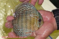 画像4: 【30周年記念セール対象個体】【ワイルドディスカス】【通販】ヤムンダロイヤル【個体販売】14-15cm（生体）ヤムンダ産 (4)