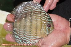 画像2: 【ワイルドディスカス】【通販】ヤムンダロイヤル【個体販売】14-15cm（生体）ヤムンダ産 (2)