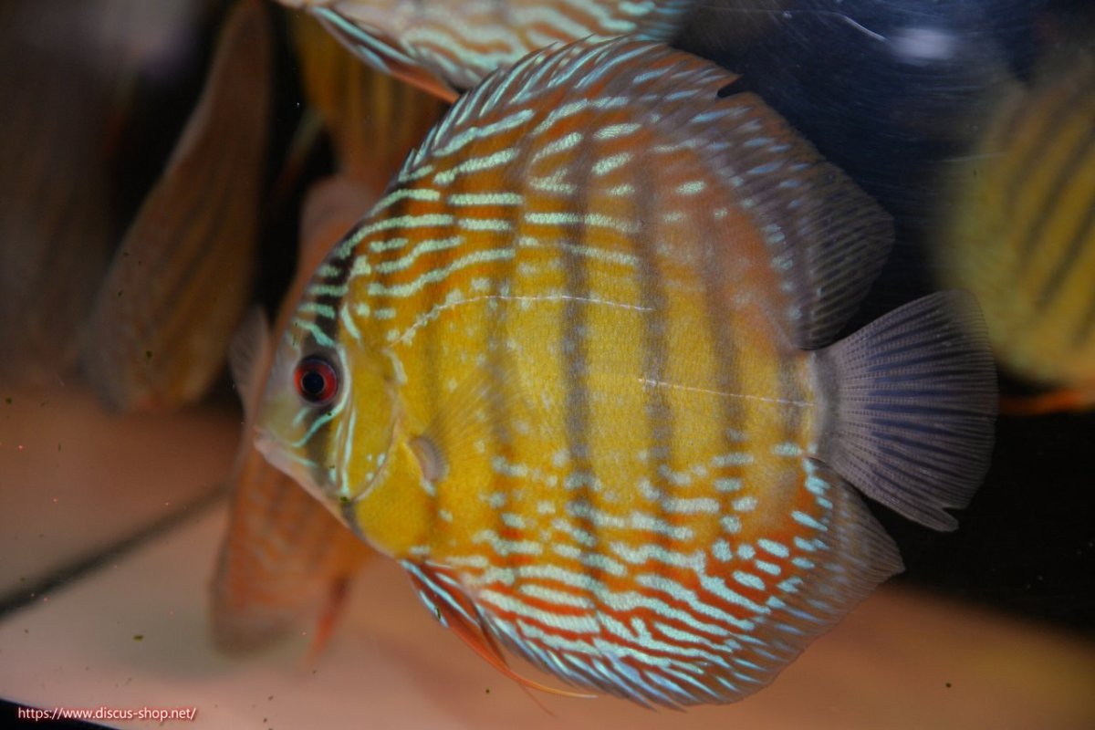 画像1: 【30周年記念セール対象個体】【ワイルドディスカス】【通販】ヤムンダロイヤル【個体販売】14-15cm（生体）ヤムンダ産 (1)