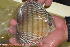 画像3: 【30周年記念セール対象個体】【ワイルドディスカス】【通販】ヤムンダロイヤル【個体販売】14-15cm（生体）ヤムンダ産 (3)