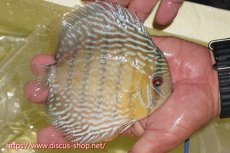 画像2: 【ワイルドディスカス】【通販】ヤムンダロイヤル【個体販売】14-15cm（生体）ヤムンダ産 (2)