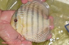 画像1: 【ワイルドディスカス】【通販】ヤムンダロイヤル【個体販売】14-15cm（生体）ヤムンダ産 (1)