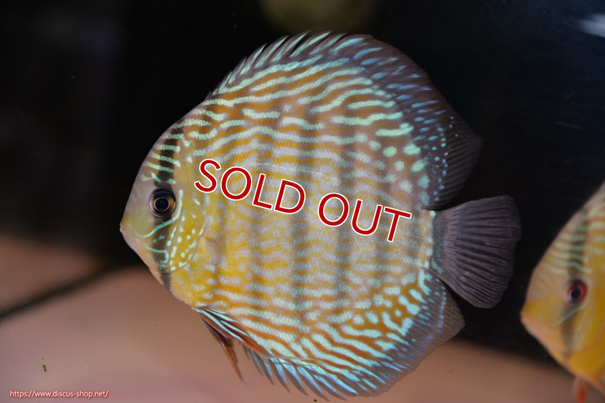 画像1: 【ワイルドディスカス】【通販】ヤムンダスーパーロイヤル（金目）【個体販売】14-15cm（生体）ヤムンダ産 (1)