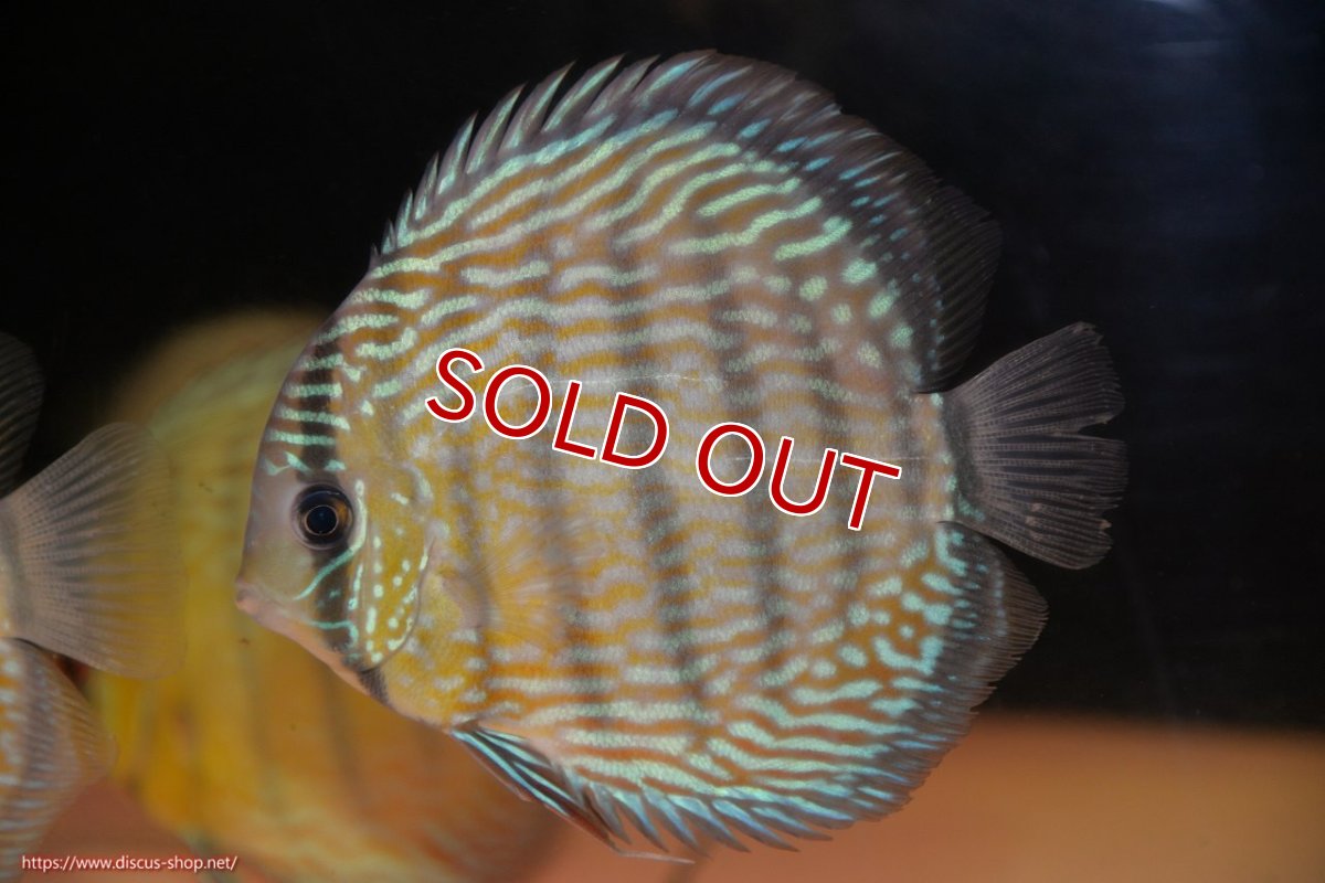 画像2: 【ワイルドディスカス】【通販】ヤムンダスーパーロイヤル（金目）【個体販売】14-15cm（生体）ヤムンダ産 (2)