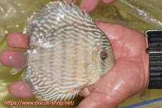 画像2: 【ワイルドディスカス】【通販】ヤムンダスーパーロイヤル【個体販売】14-15cm（生体）ヤムンダ産 (2)