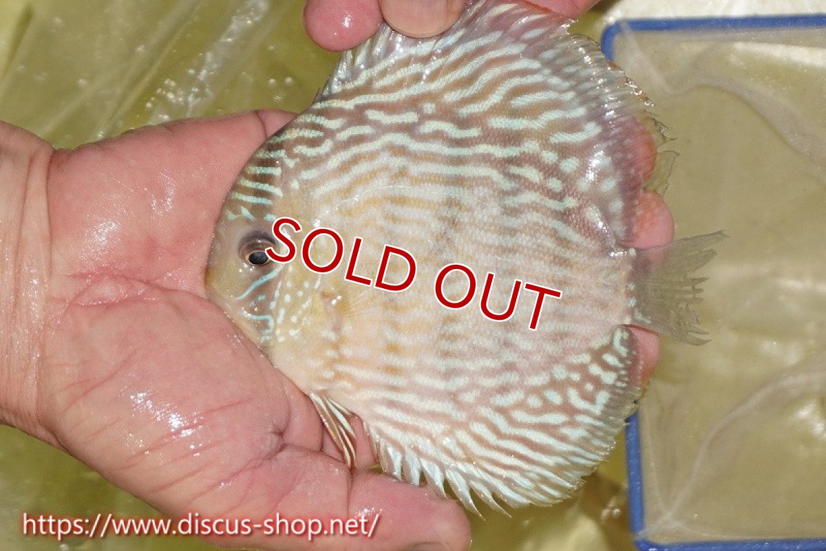 画像4: 【ワイルドディスカス】【通販】ヤムンダスーパーロイヤル（金目）【個体販売】14-15cm（生体）ヤムンダ産 (4)