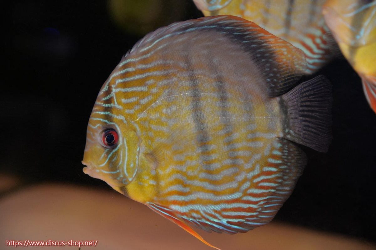 画像1: 【30周年記念セール対象個体】【ワイルドディスカス】【通販】ヤムンダロイヤル【個体販売】14-15cm（生体）ヤムンダ産 (1)