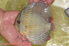 画像1: 【ワイルドディスカス】【通販】ヤムンダロイヤル【個体販売】14-15cm（生体）ヤムンダ産 (1)