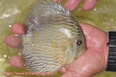 画像3: 【30周年記念セール対象個体】【ワイルドディスカス】【通販】ヤムンダロイヤル【個体販売】14-15cm（生体）ヤムンダ産 (3)