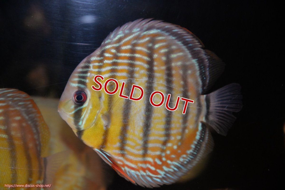 画像1: 【ワイルドディスカス】【通販】ヤムンダロイヤル【個体販売】14-15cm（生体）ヤムンダ産 (1)