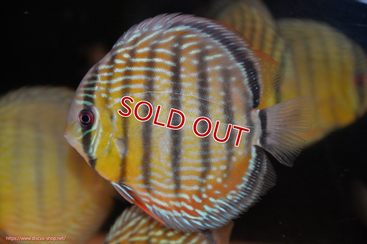 画像2: 【ワイルドディスカス】【通販】ヤムンダロイヤル【個体販売】14-15cm（生体）ヤムンダ産 (2)