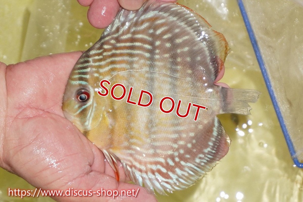 画像3: 【ワイルドディスカス】【通販】ヤムンダロイヤル【個体販売】14-15cm（生体）ヤムンダ産 (3)