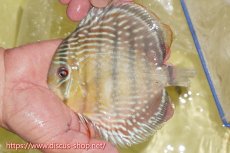 画像3: 【ワイルドディスカス】【通販】ヤムンダロイヤル【個体販売】14-15cm（生体）ヤムンダ産 (3)