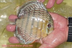 画像4: 【ワイルドディスカス】【通販】ヤムンダロイヤル【個体販売】14-15cm（生体）ヤムンダ産 (4)