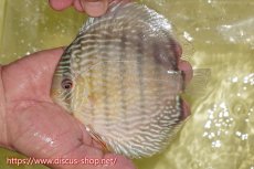 画像1: 【ワイルドディスカス】【通販】ヤムンダロイヤル【個体販売】14-15cm（生体）ヤムンダ産 (1)