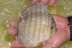 画像2: 【ワイルドディスカス】【通販】ヤムンダロイヤル【個体販売】14-15cm（生体）ヤムンダ産 (2)