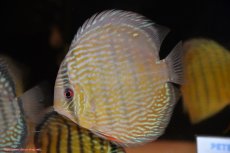 画像3: 【30周年記念セール対象個体】【ワイルドディスカス】【通販】ヤムンダロイヤル【個体販売】14-15cm（生体）ヤムンダ産 (3)