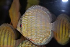 画像5: 【30周年記念セール対象個体】【ワイルドディスカス】【通販】ヤムンダロイヤル【個体販売】14-15cm（生体）ヤムンダ産 (5)