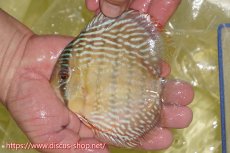 画像1: 【ワイルドディスカス】【通販】ヤムンダロイヤル【個体販売】14-15cm（生体）ヤムンダ産 (1)