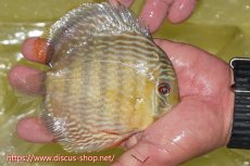 画像2: 【ワイルドディスカス】【通販】ヤムンダロイヤル【個体販売】14-15cm（生体）ヤムンダ産 (2)