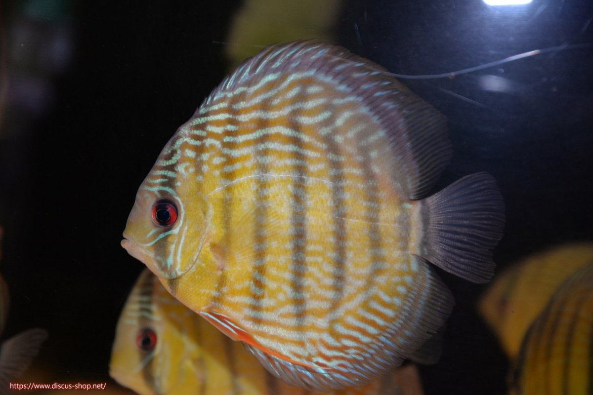 画像1: 【30周年記念セール対象個体】【ワイルドディスカス】【通販】ヤムンダロイヤル【個体販売】14-15cm（生体）ヤムンダ産 (1)