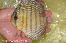 画像1: 【ワイルドディスカス】【通販】ヤムンダロイヤル【個体販売】14-15cm（生体）ヤムンダ産 (1)