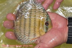 画像3: 【30周年記念セール対象個体】【ワイルドディスカス】【通販】ヤムンダロイヤル【個体販売】14-15cm（生体）ヤムンダ産 (3)