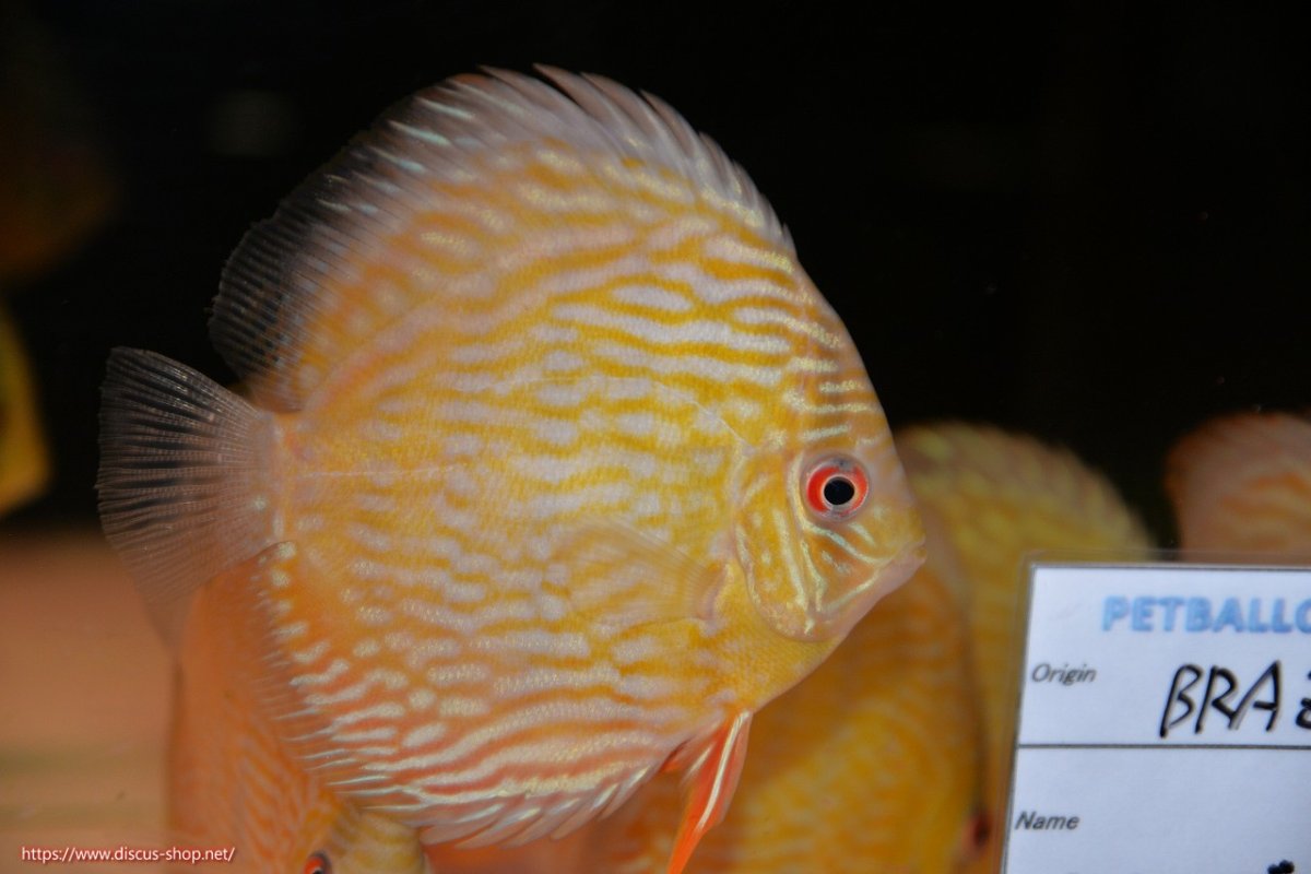 画像2: 【30周年記念セール対象個体】【ワイルドディスカス】【通販】ヤムンダロイヤル　ヤングスター【個体販売】11-12cm（生体）ヤムンダ産 (2)