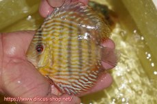 画像3: 【30周年記念セール対象個体】【ワイルドディスカス】【通販】ヤムンダロイヤル　ヤングスター【個体販売】11-12cm（生体）ヤムンダ産 (3)