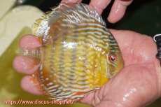 画像2: 【ワイルドディスカス】【通販】ヤムンダロイヤル　ヤングスター【個体販売】11-12cm（生体）ヤムンダ産 (2)