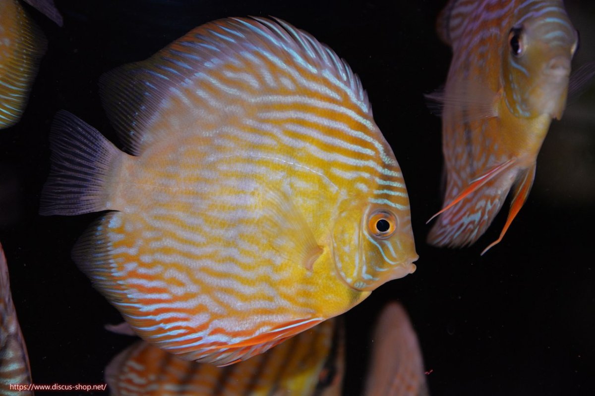 画像1: 【30周年記念セール対象個体】【ワイルドディスカス】【通販】ヤムンダロイヤル　ヤングスター【個体販売】11-12cm（生体）ヤムンダ産 (1)