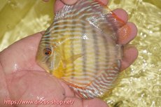 画像1: 【ワイルドディスカス】【通販】ヤムンダロイヤル　ヤングスター【個体販売】11-12cm（生体）ヤムンダ産 (1)